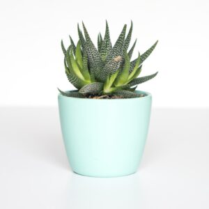 Earthen Planter Set of 3