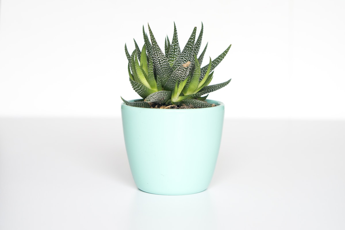 Earthen Planter Set of 3